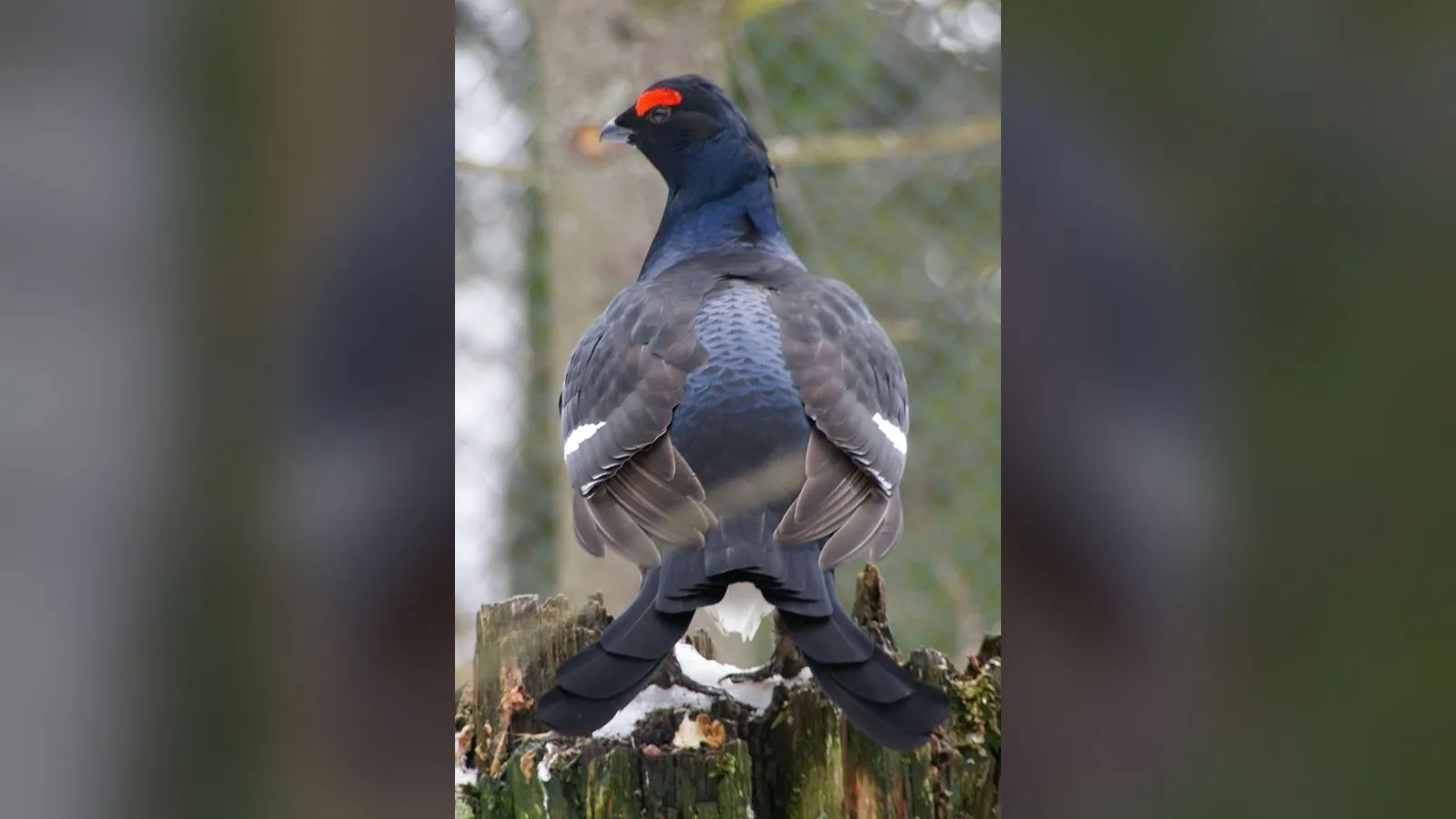 Black Grouse