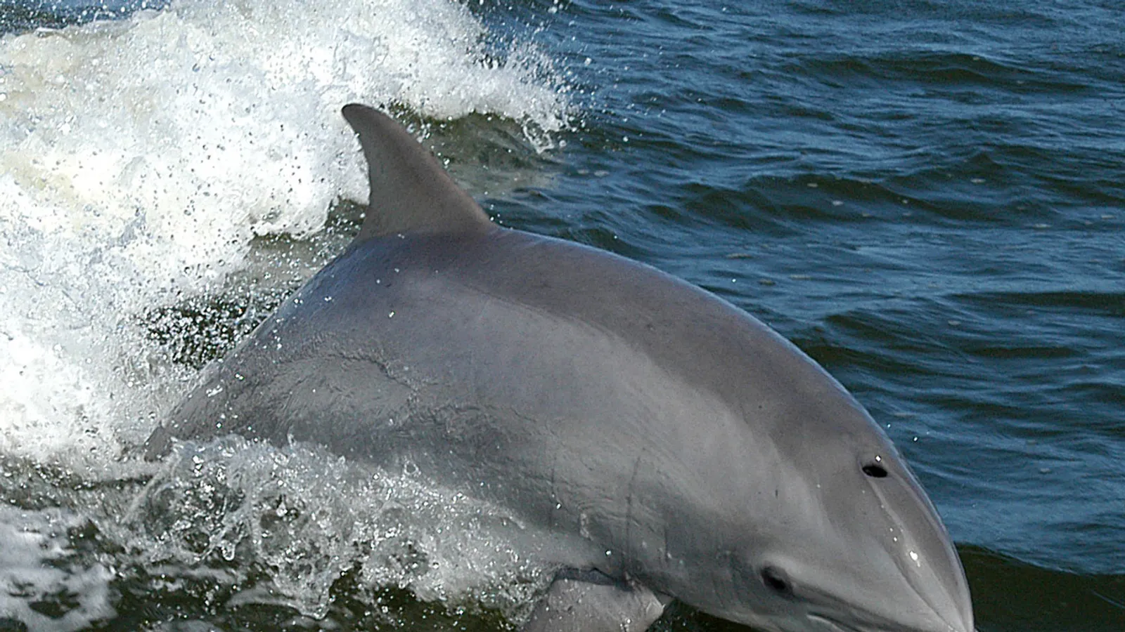 Bottlenose Dolphin