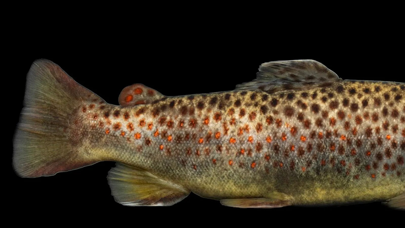 Brown Trout