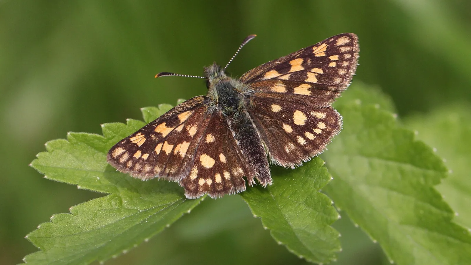 Chequered Skipper