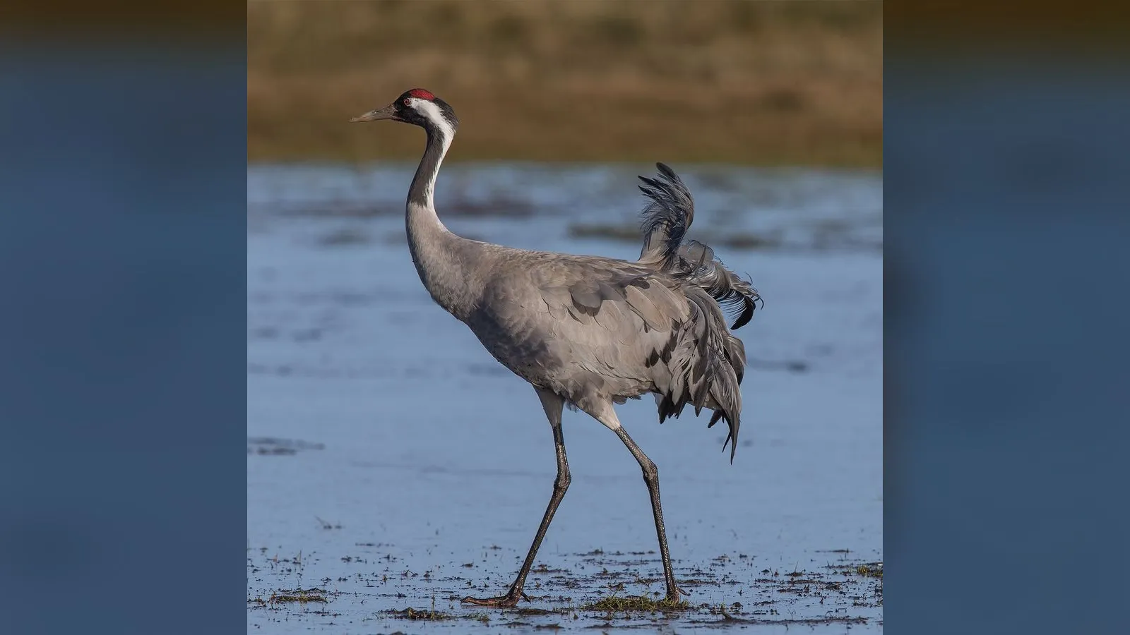 Common Crane
