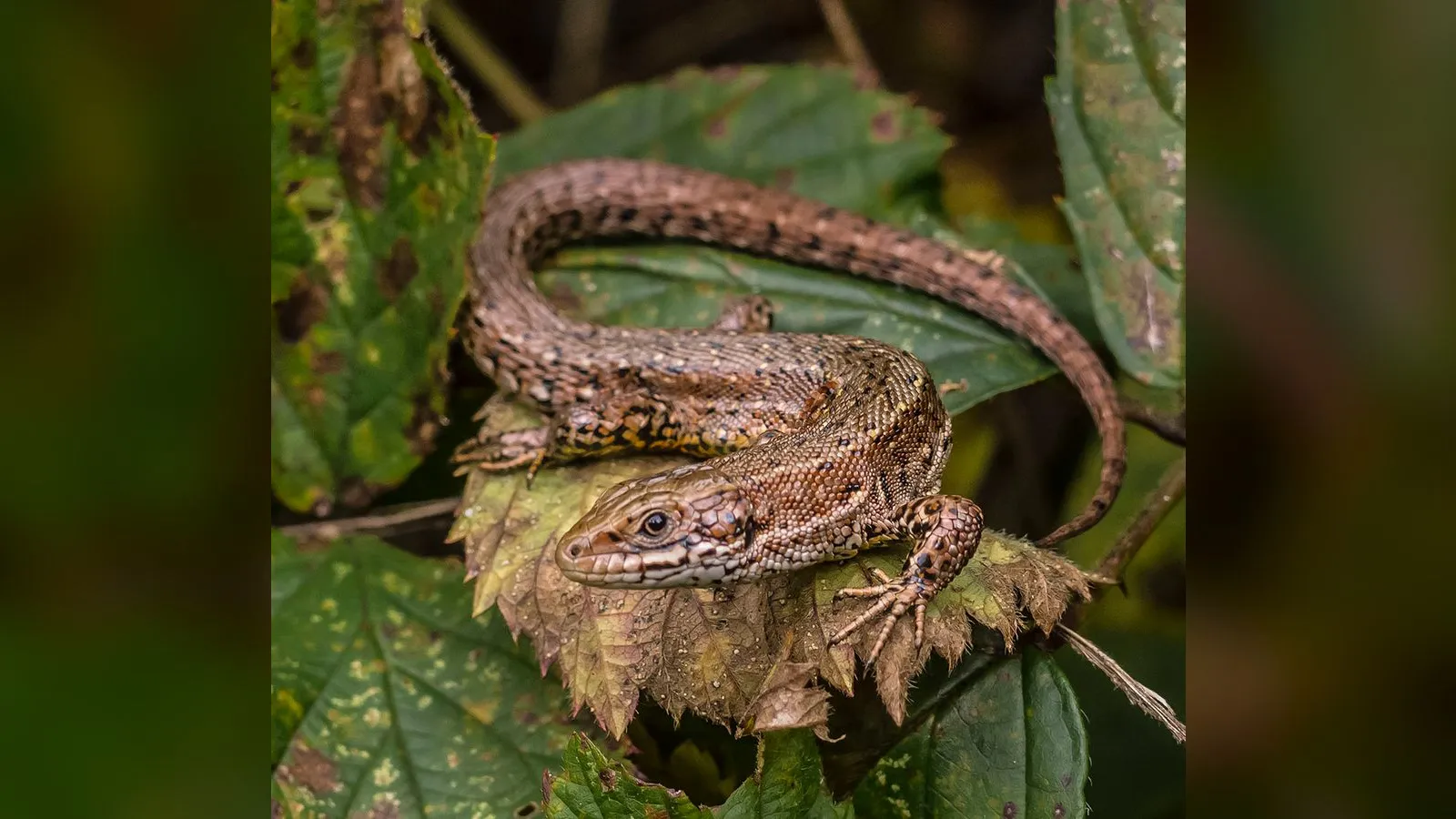 Common Lizard