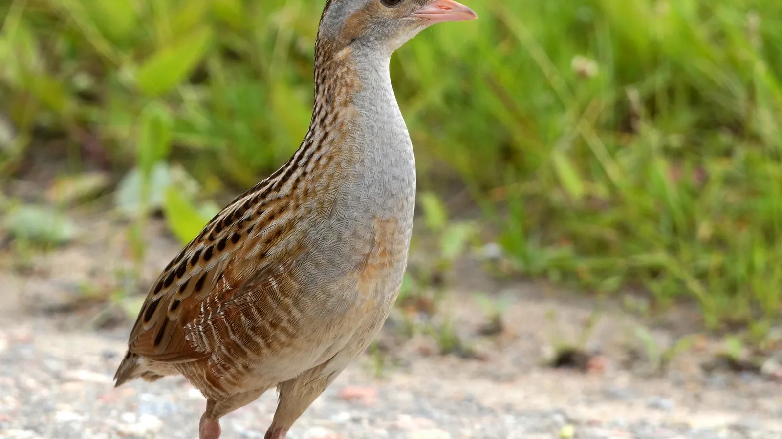 Corncrake
