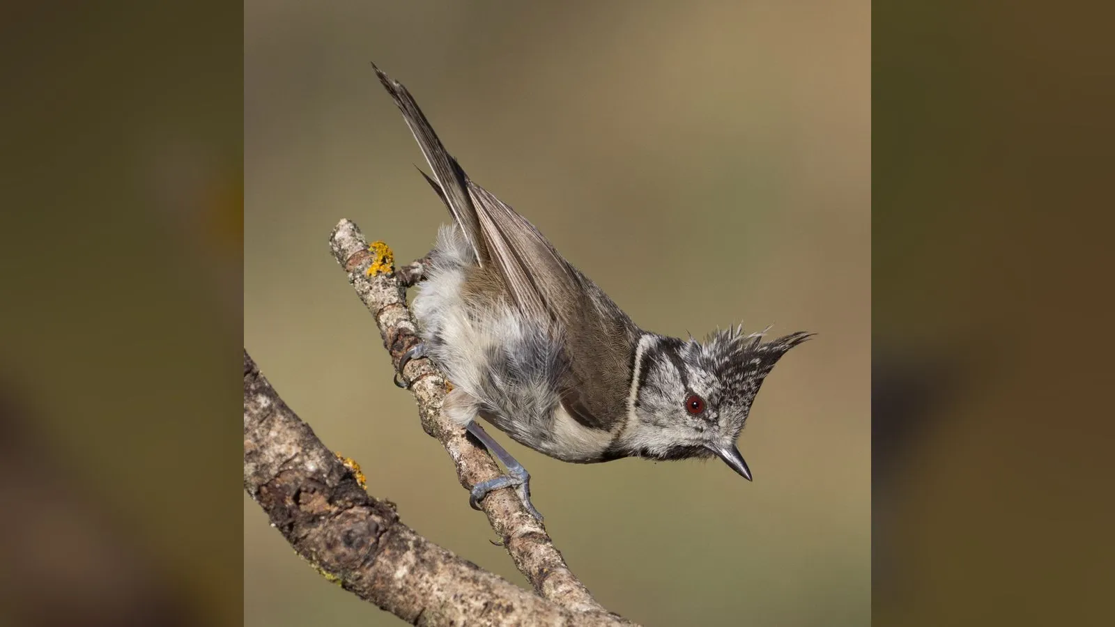 Crested Tit