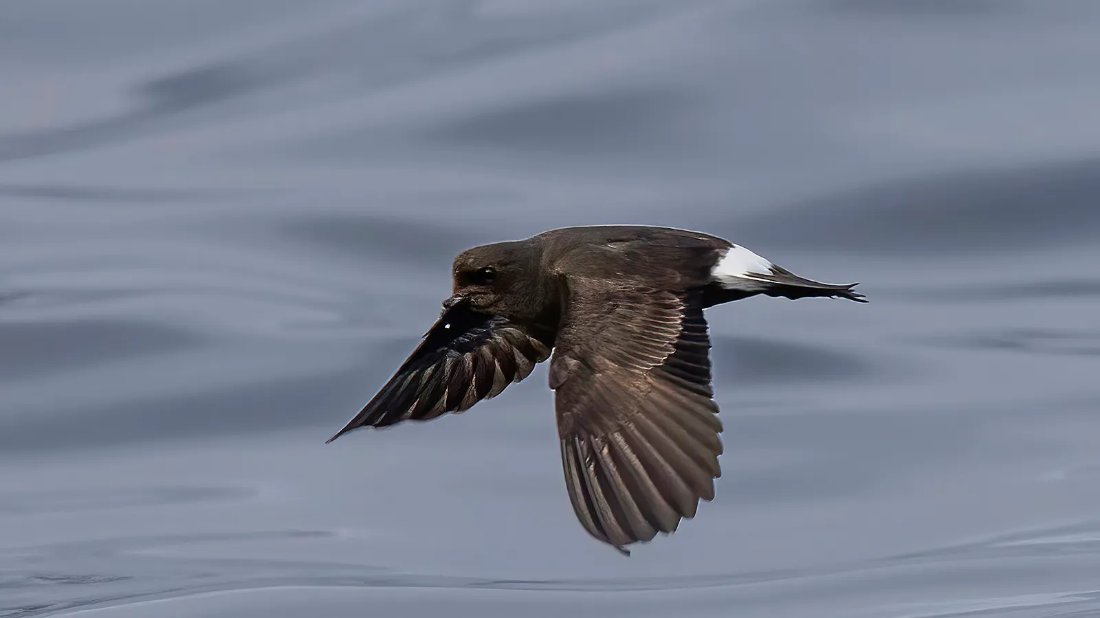 European Storm Petrel