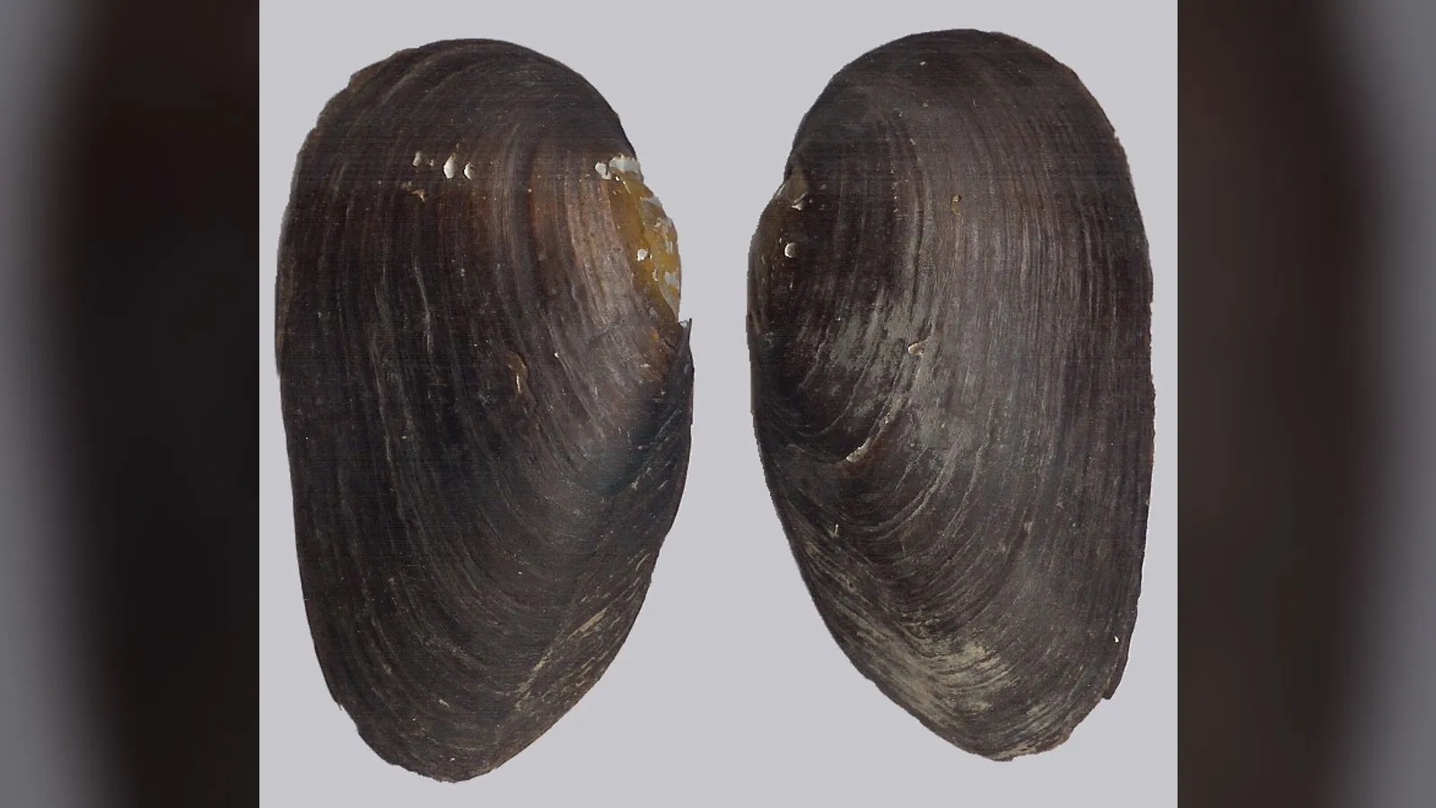 Freshwater Pearl Mussel