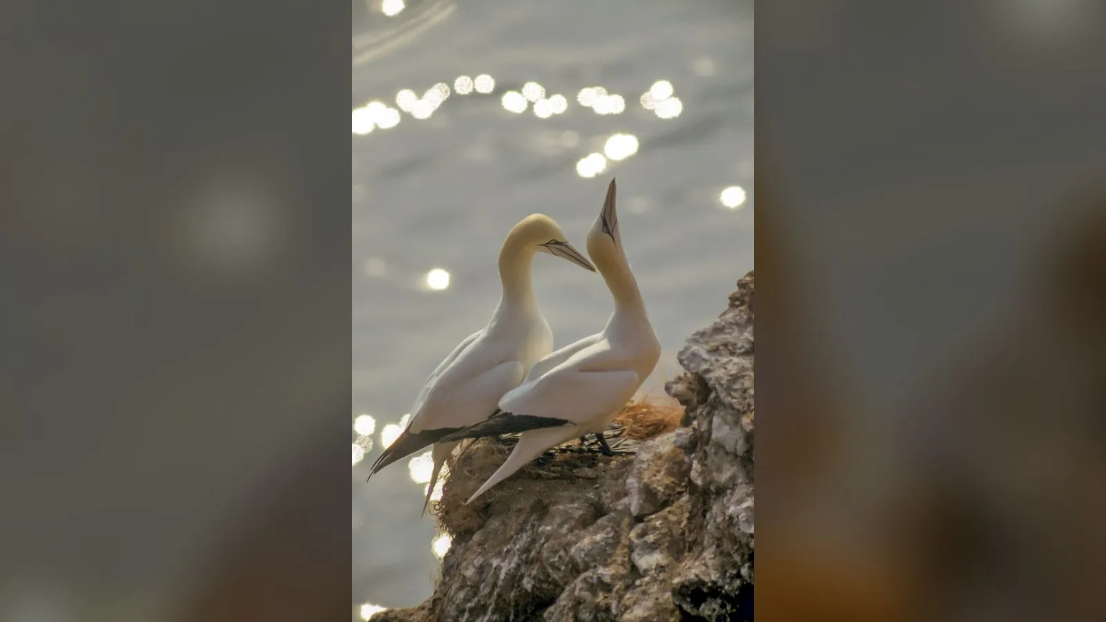 Gannet