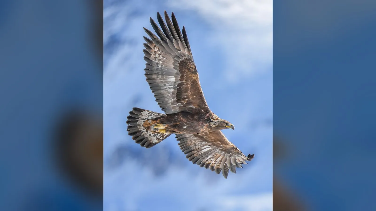 Golden Eagle