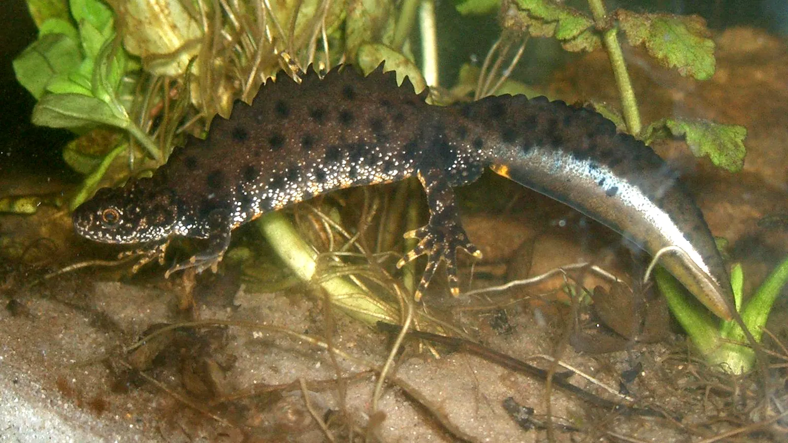 Great Crested Newt
