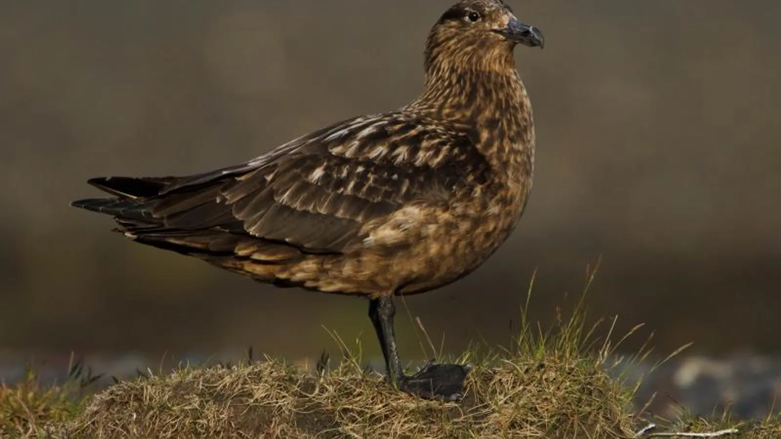 Great Skua