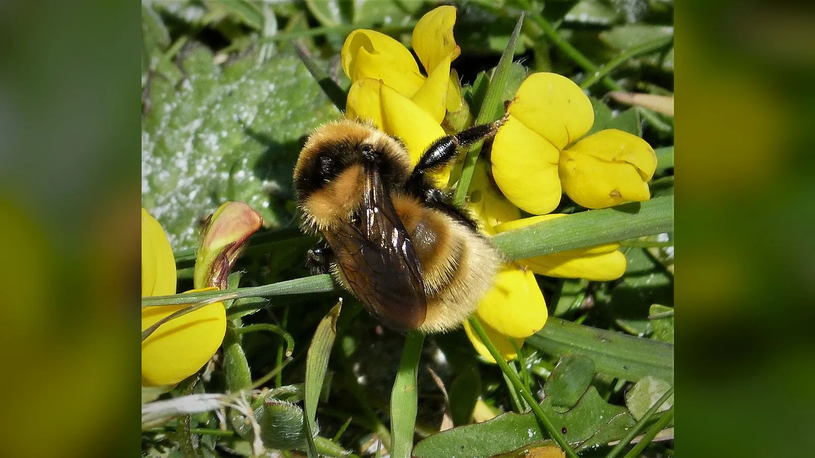 Great Yellow Bumblebee