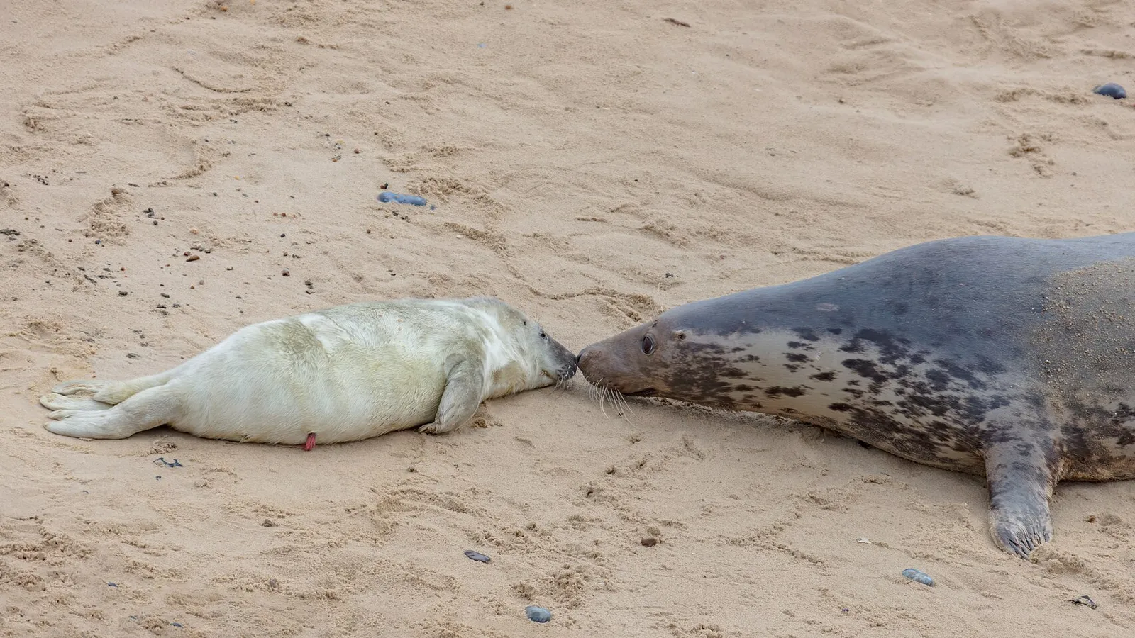 Grey Seal