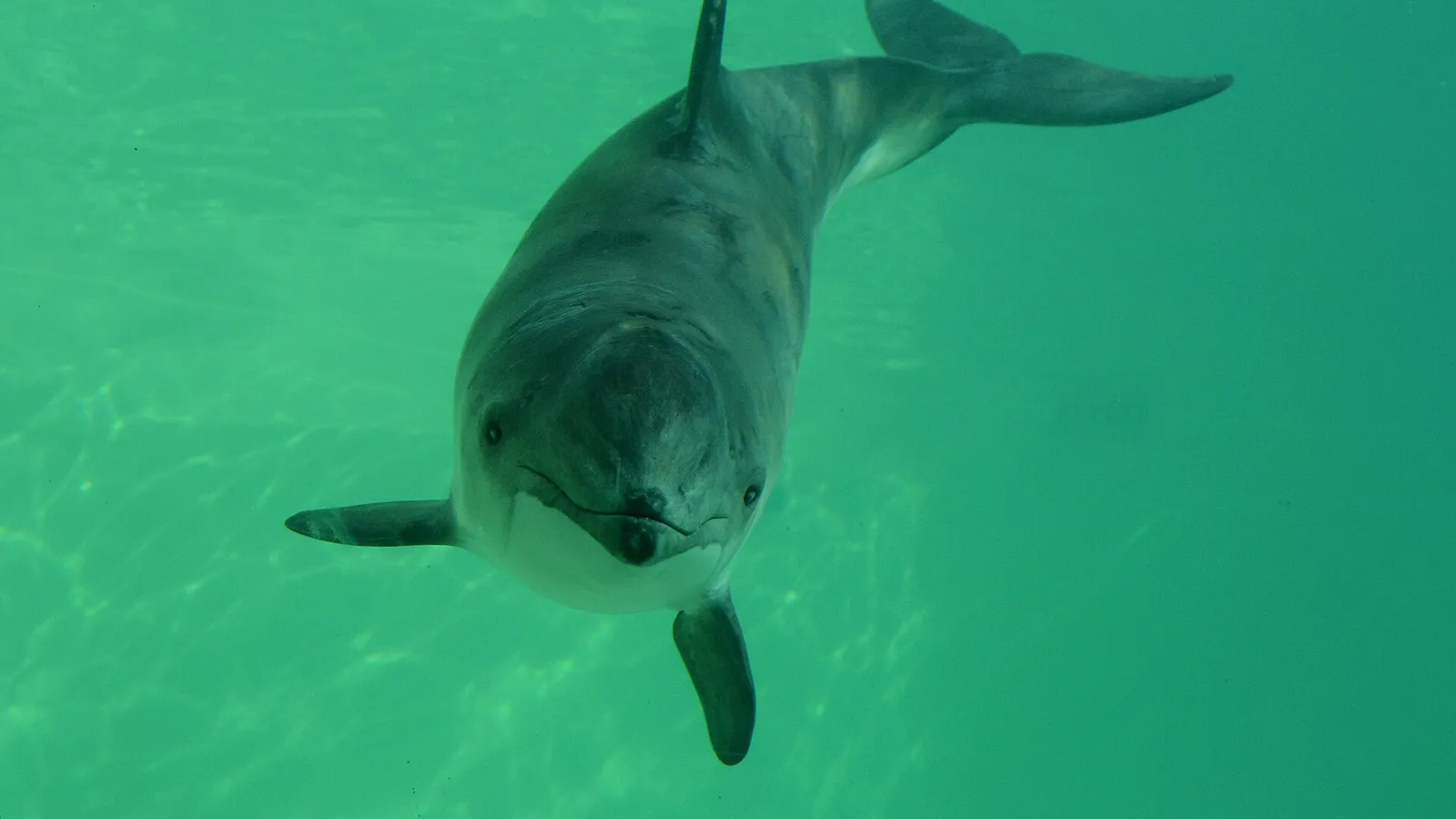 Harbour Porpoise