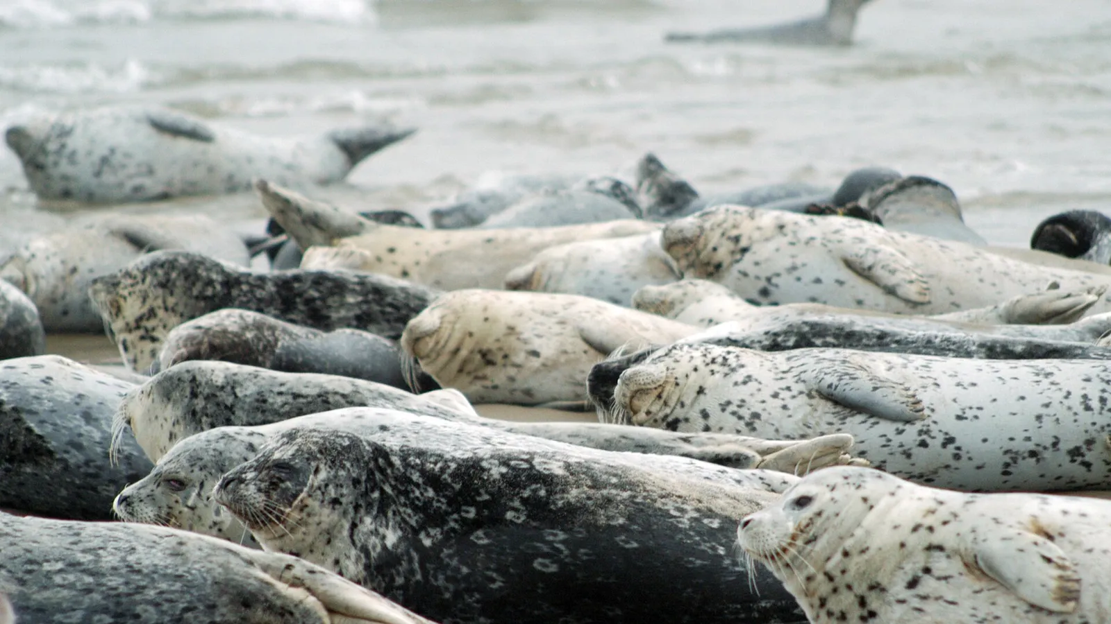 Harbour Seal