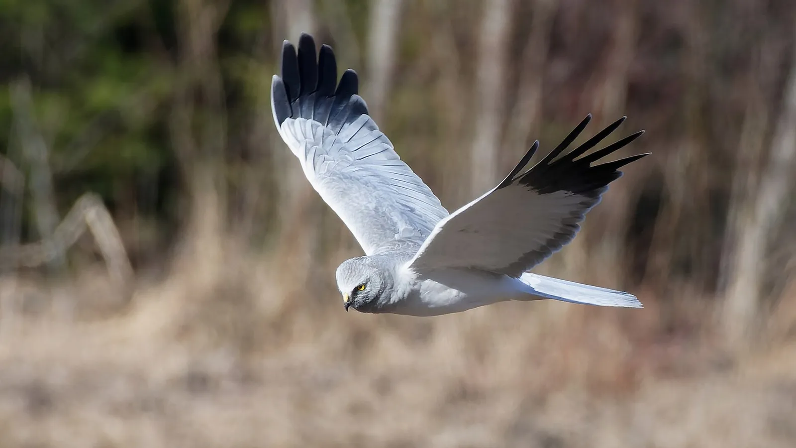 Hen Harrier