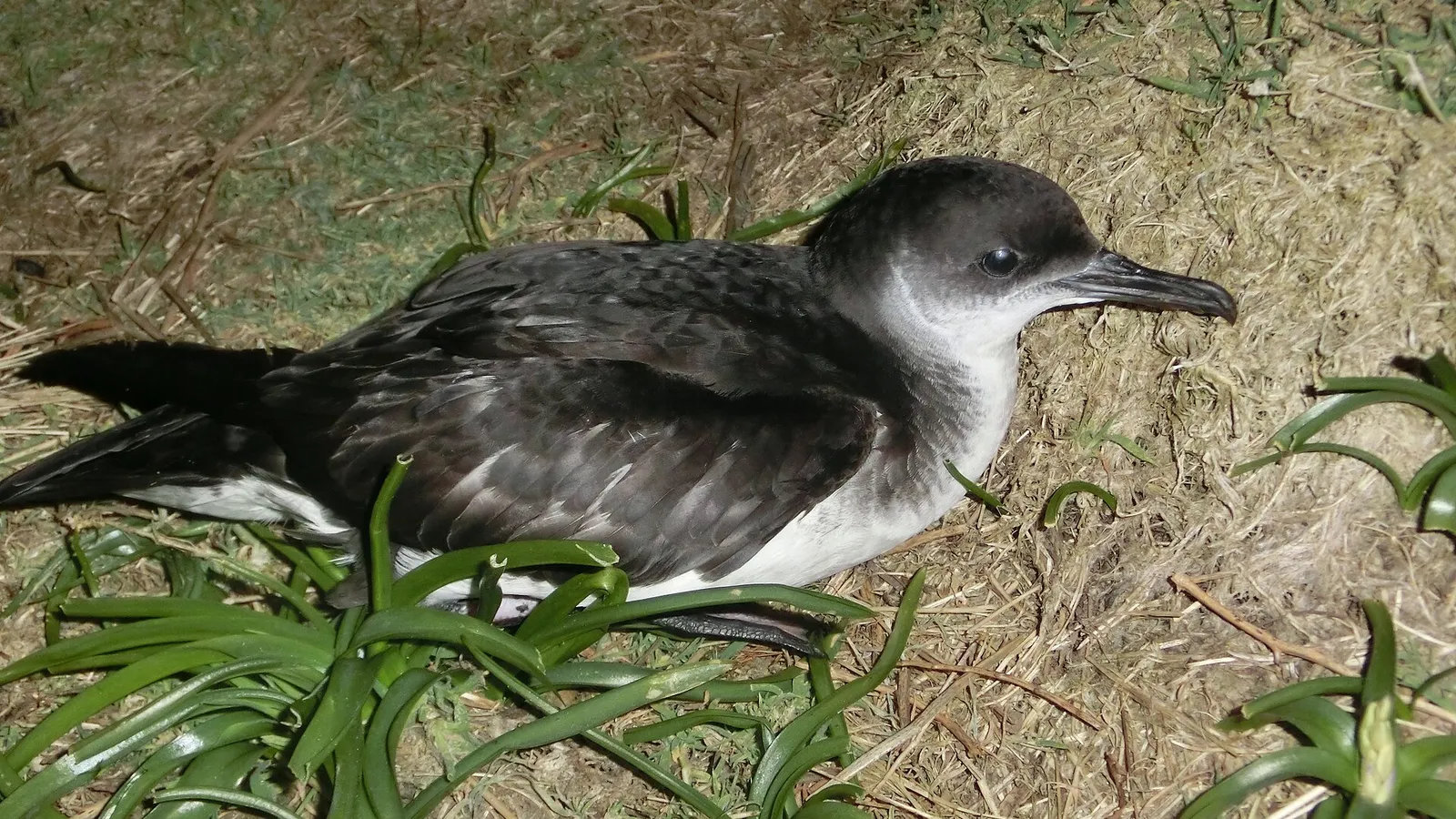 Manx Shearwater