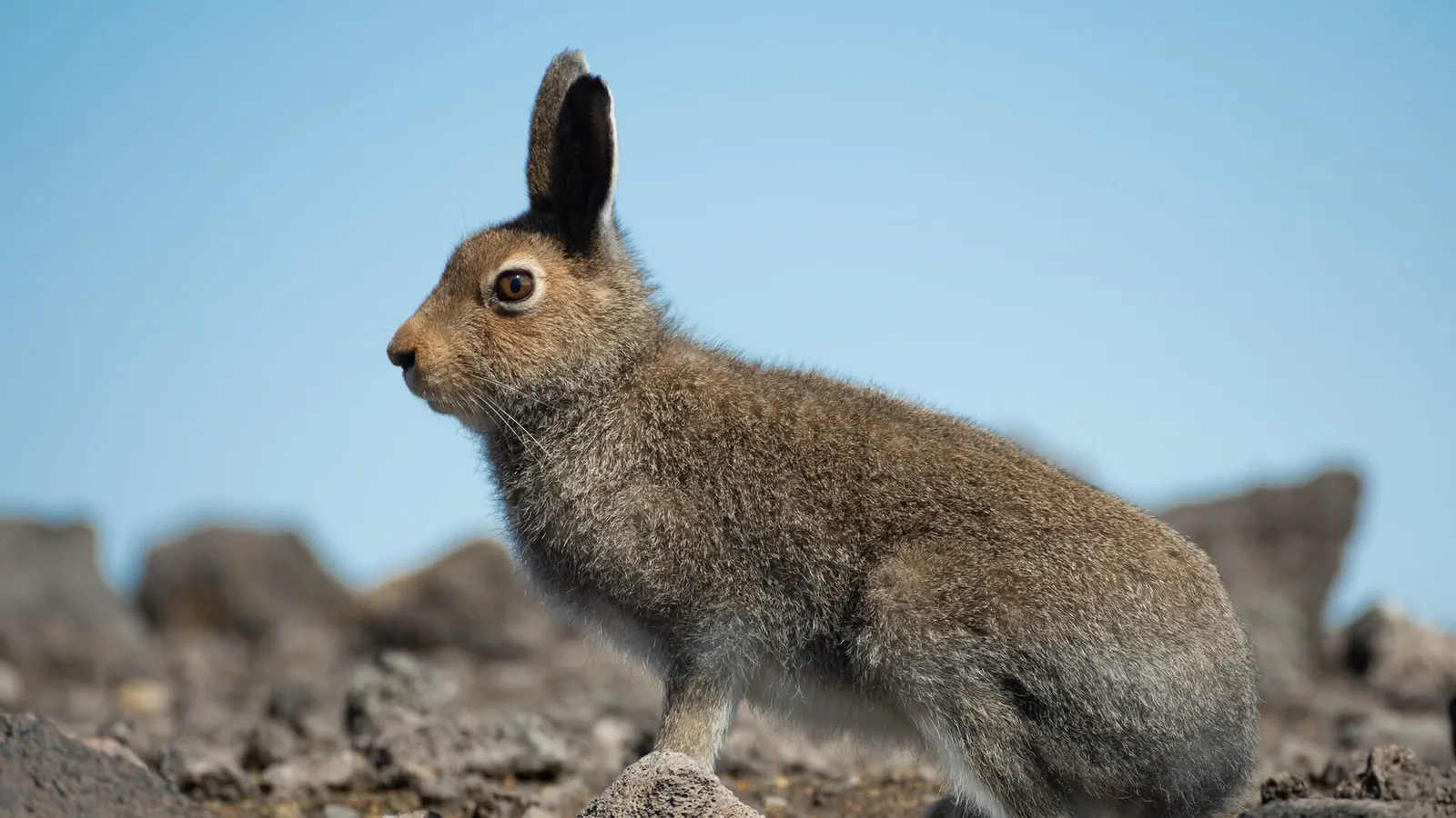Mountain Hare