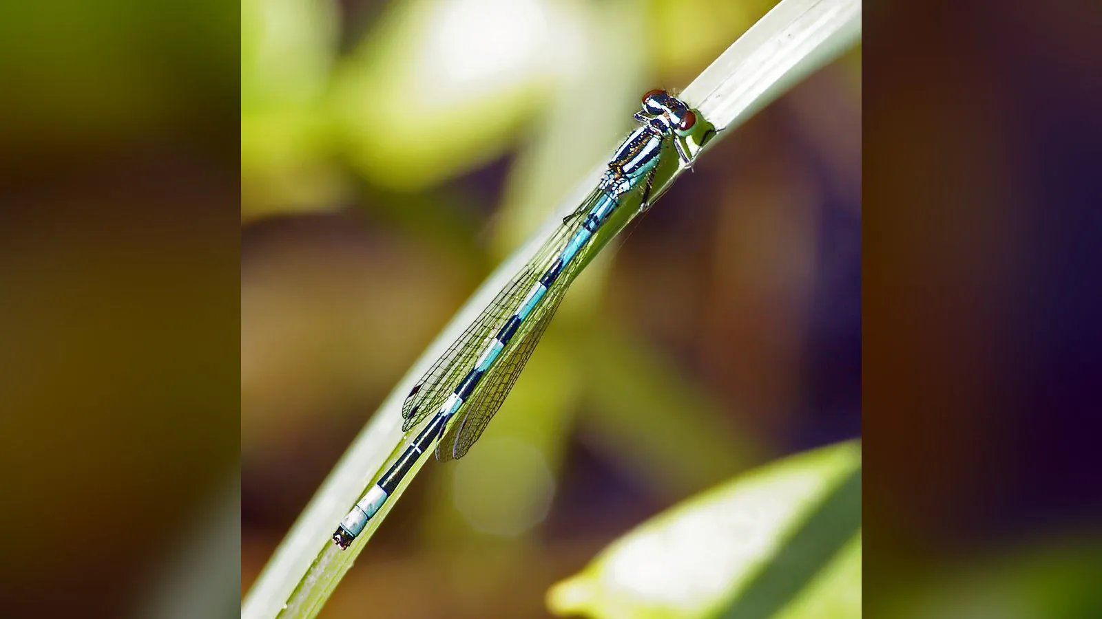 Northern Damselfly