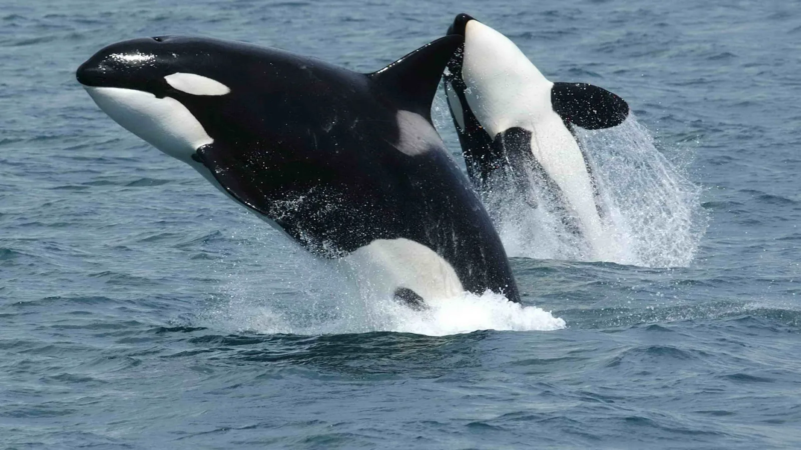 Orca