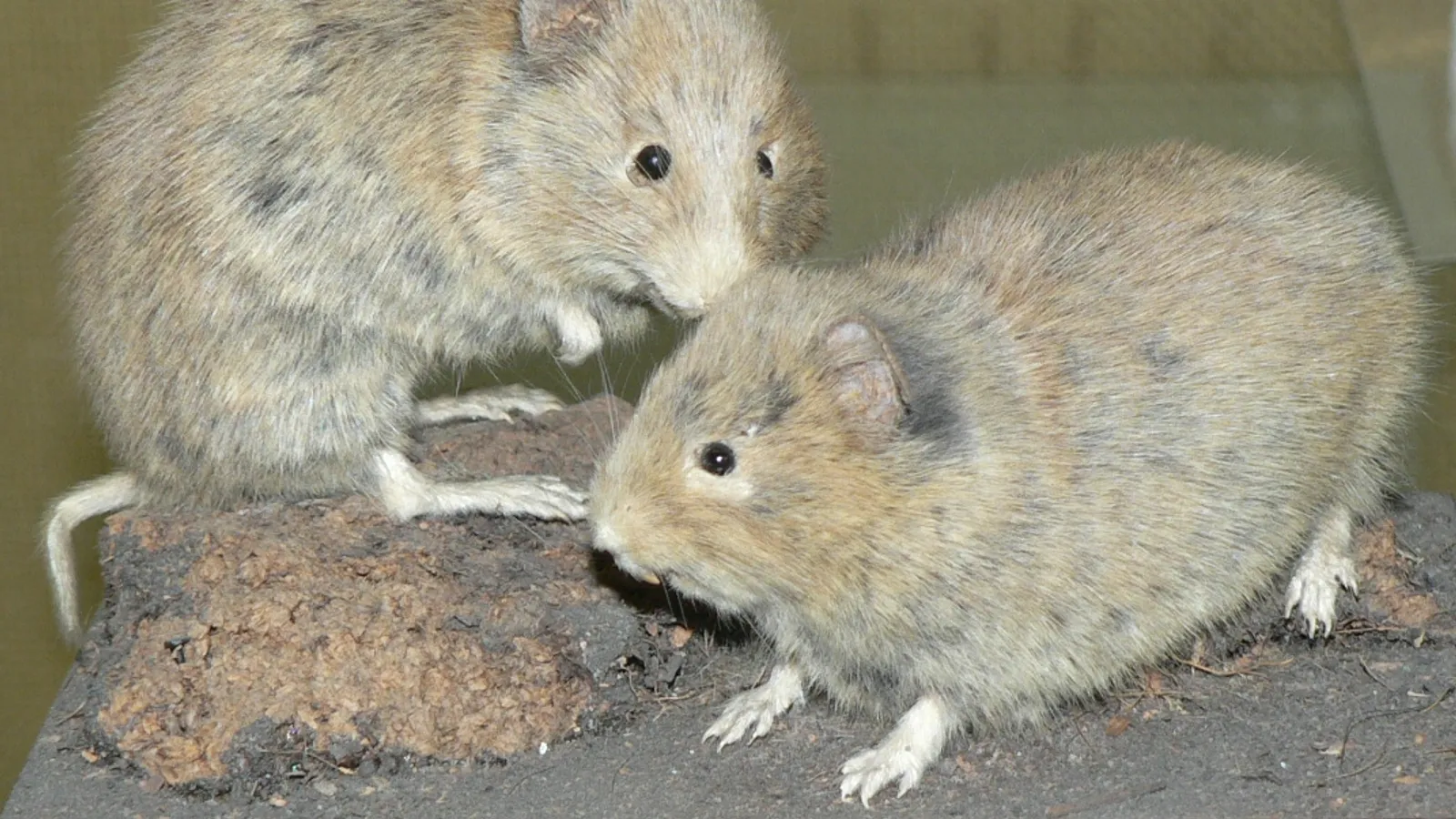 Orkney Vole