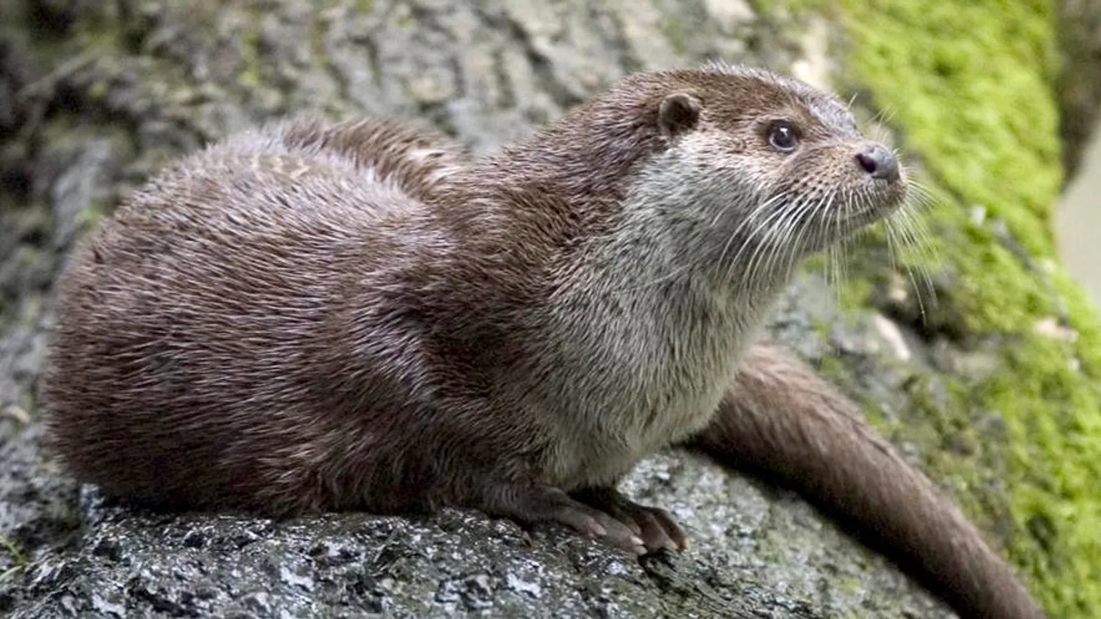 Otter