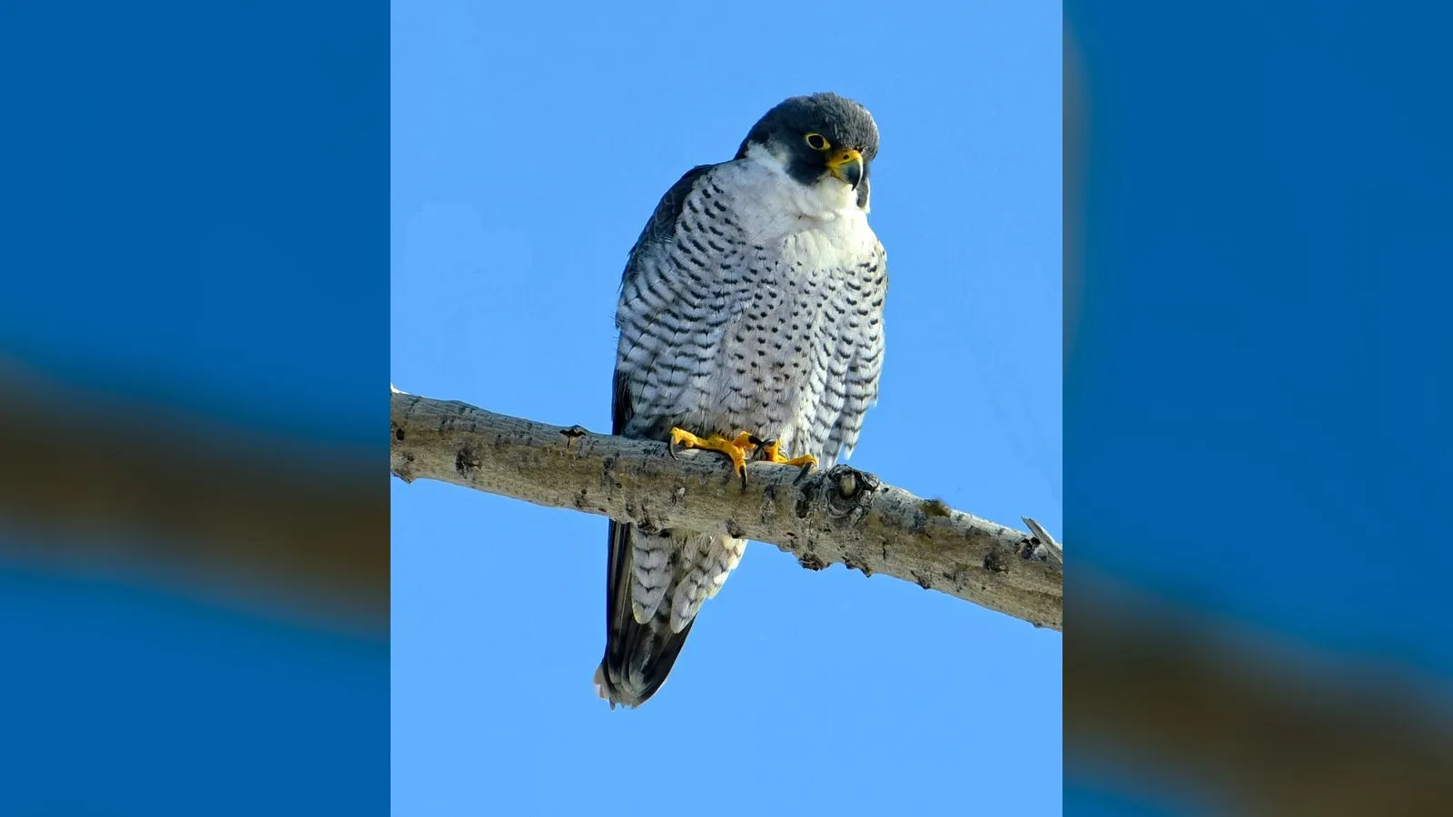Peregrine Falcon