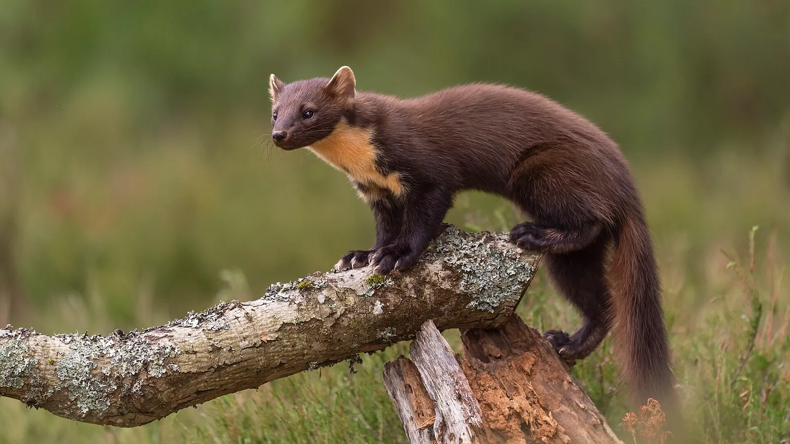 Pine Martin