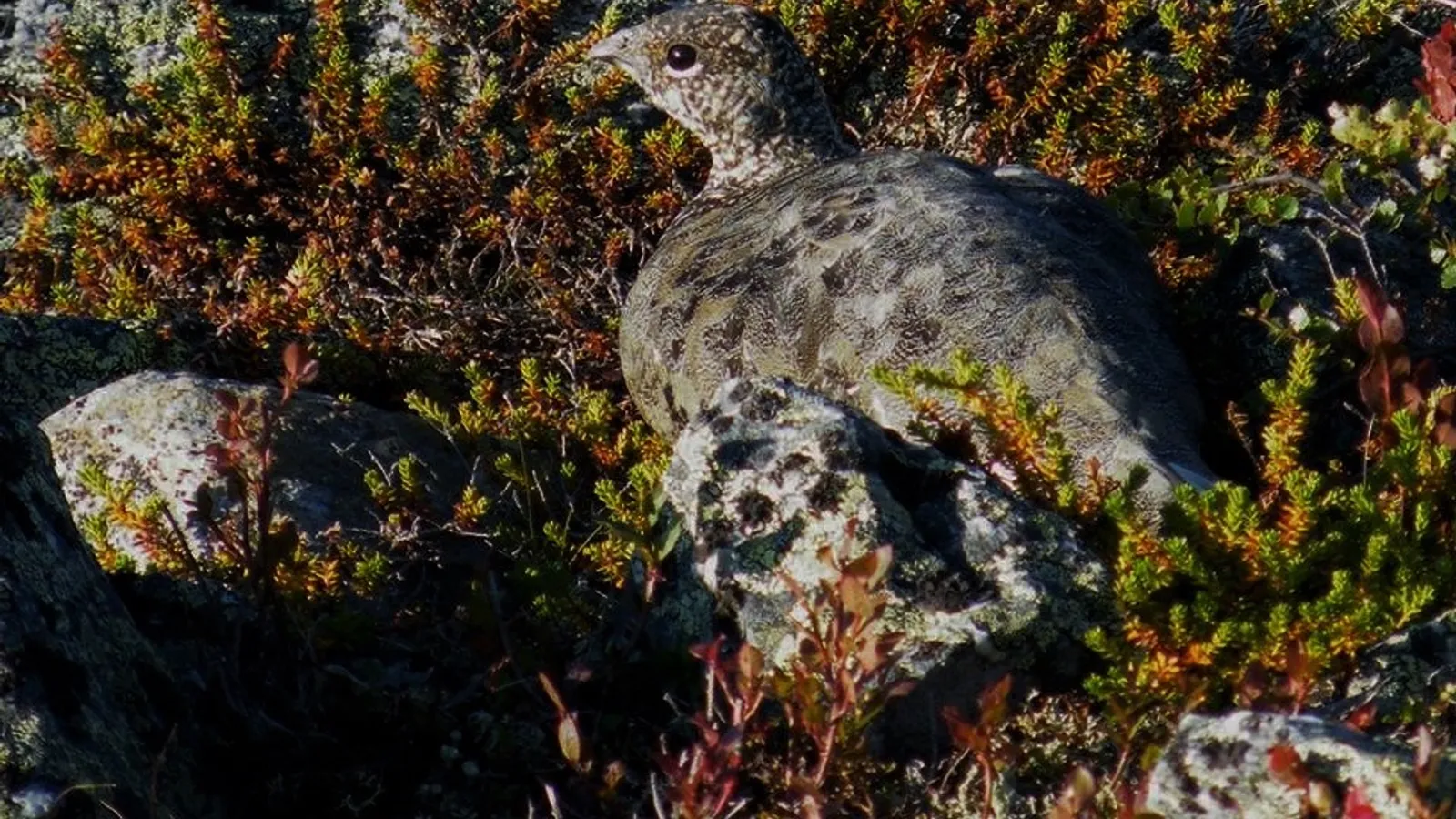 Ptarmigan