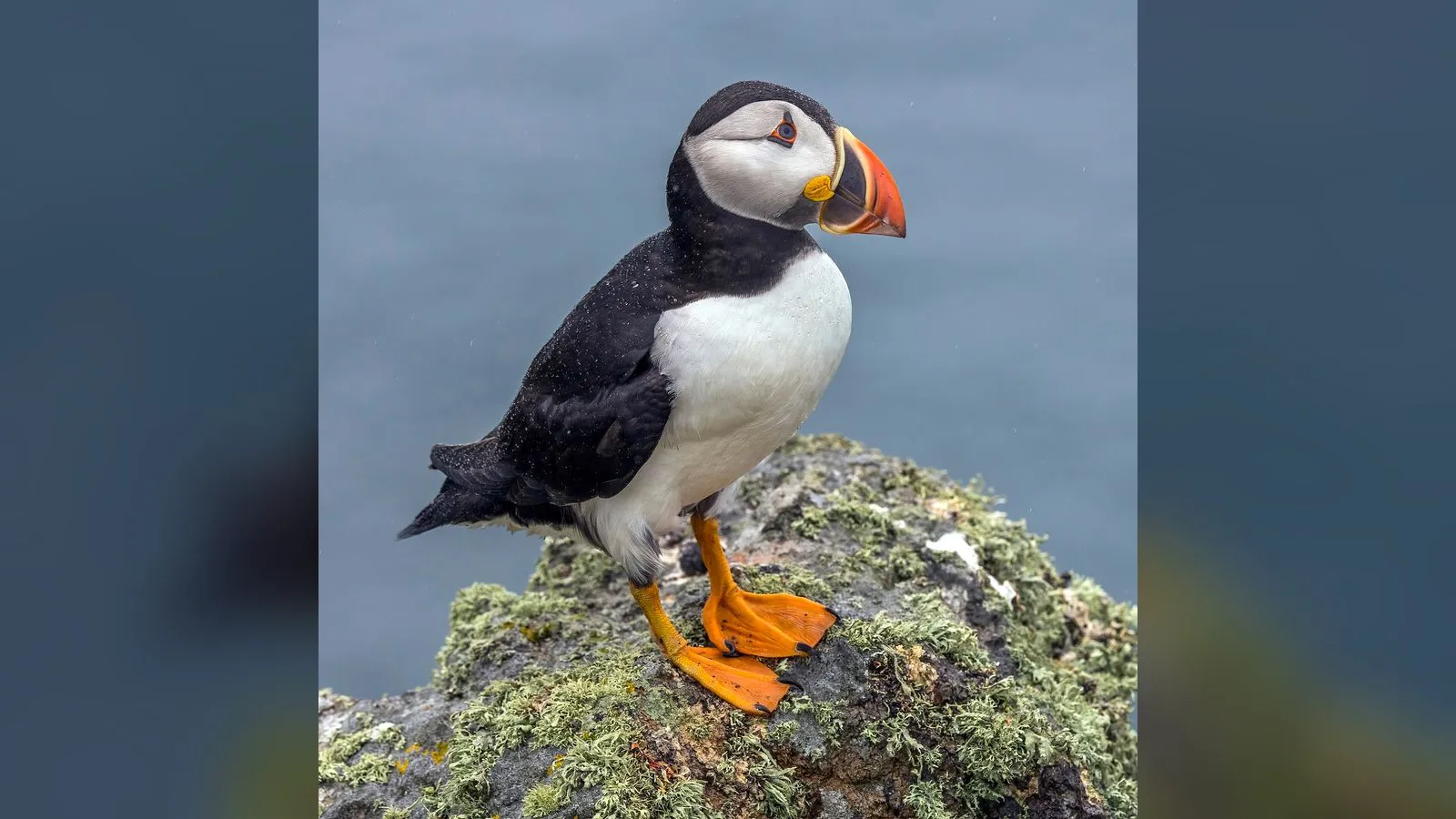 Puffin