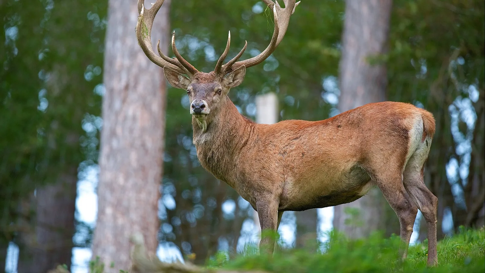 Red Deer