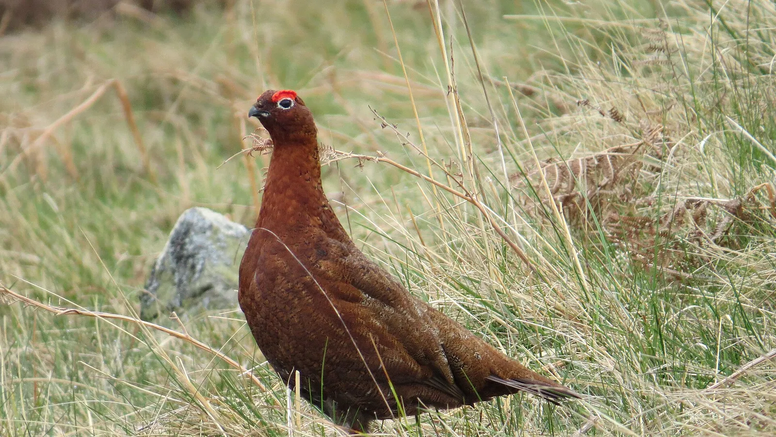 Red Grouse
