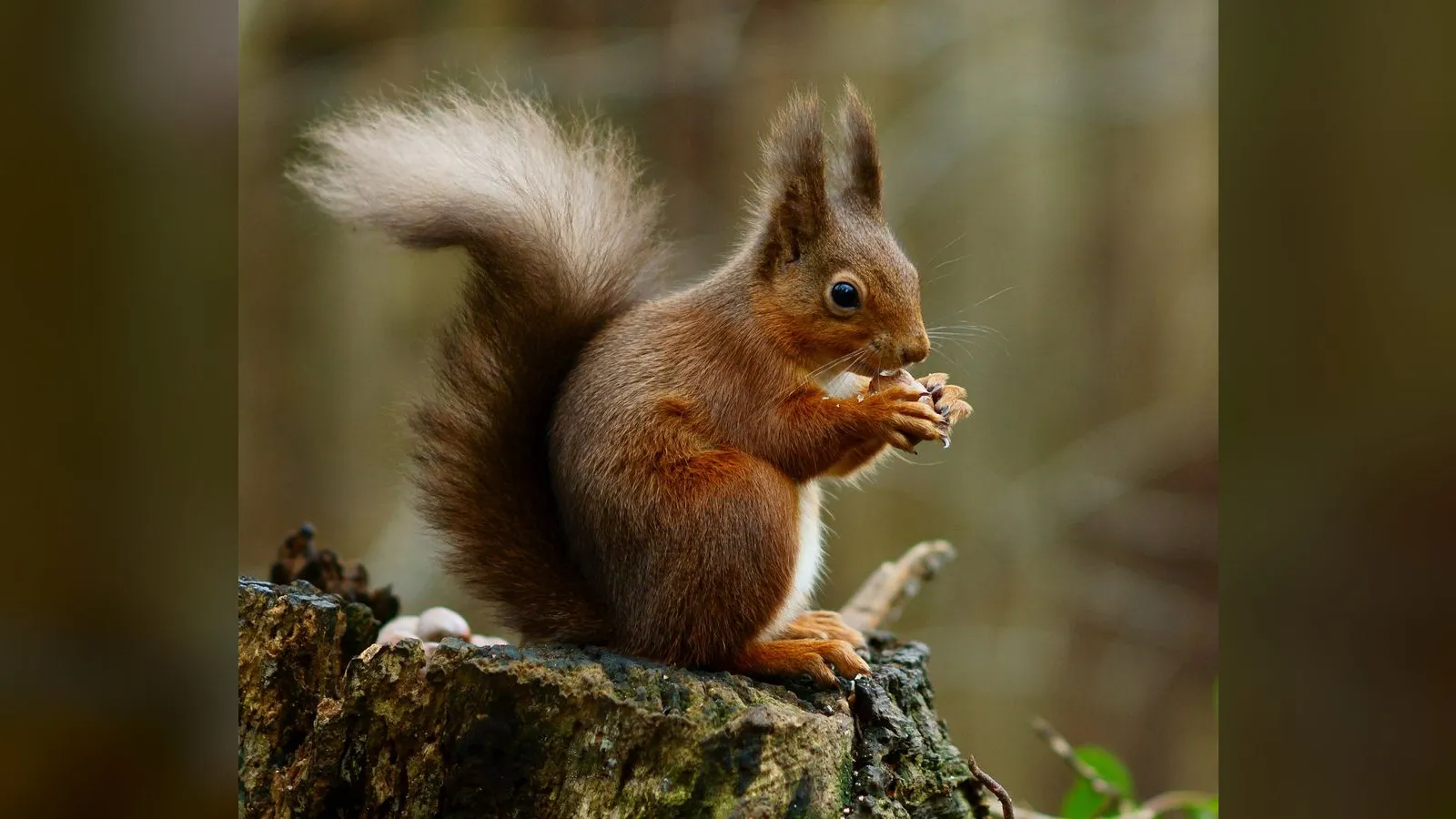 Red Squirrel