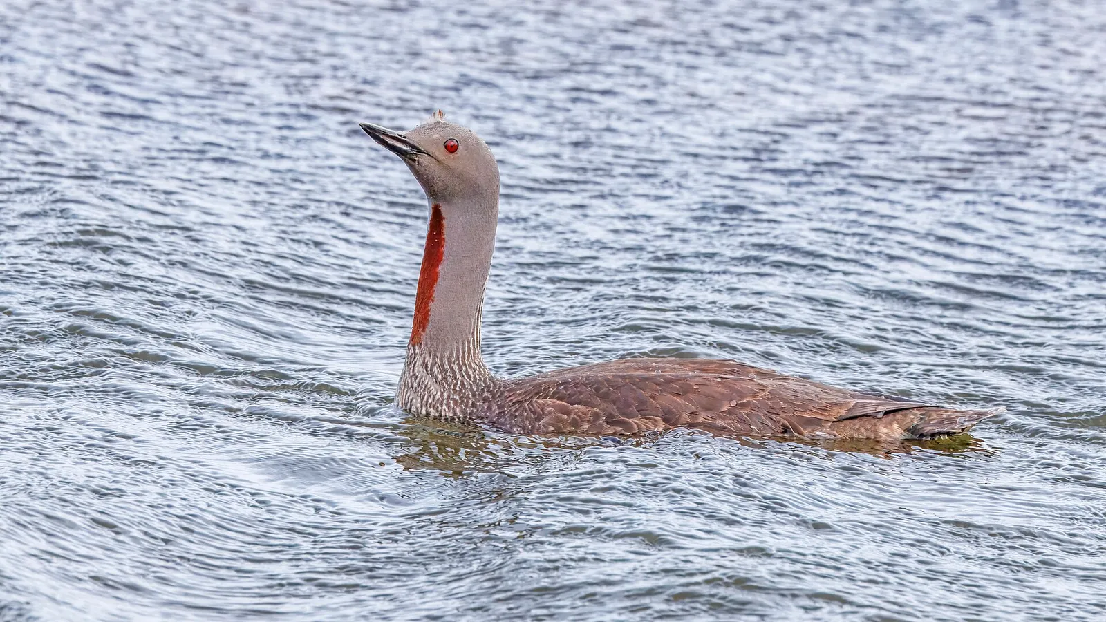 Red-throated Diver