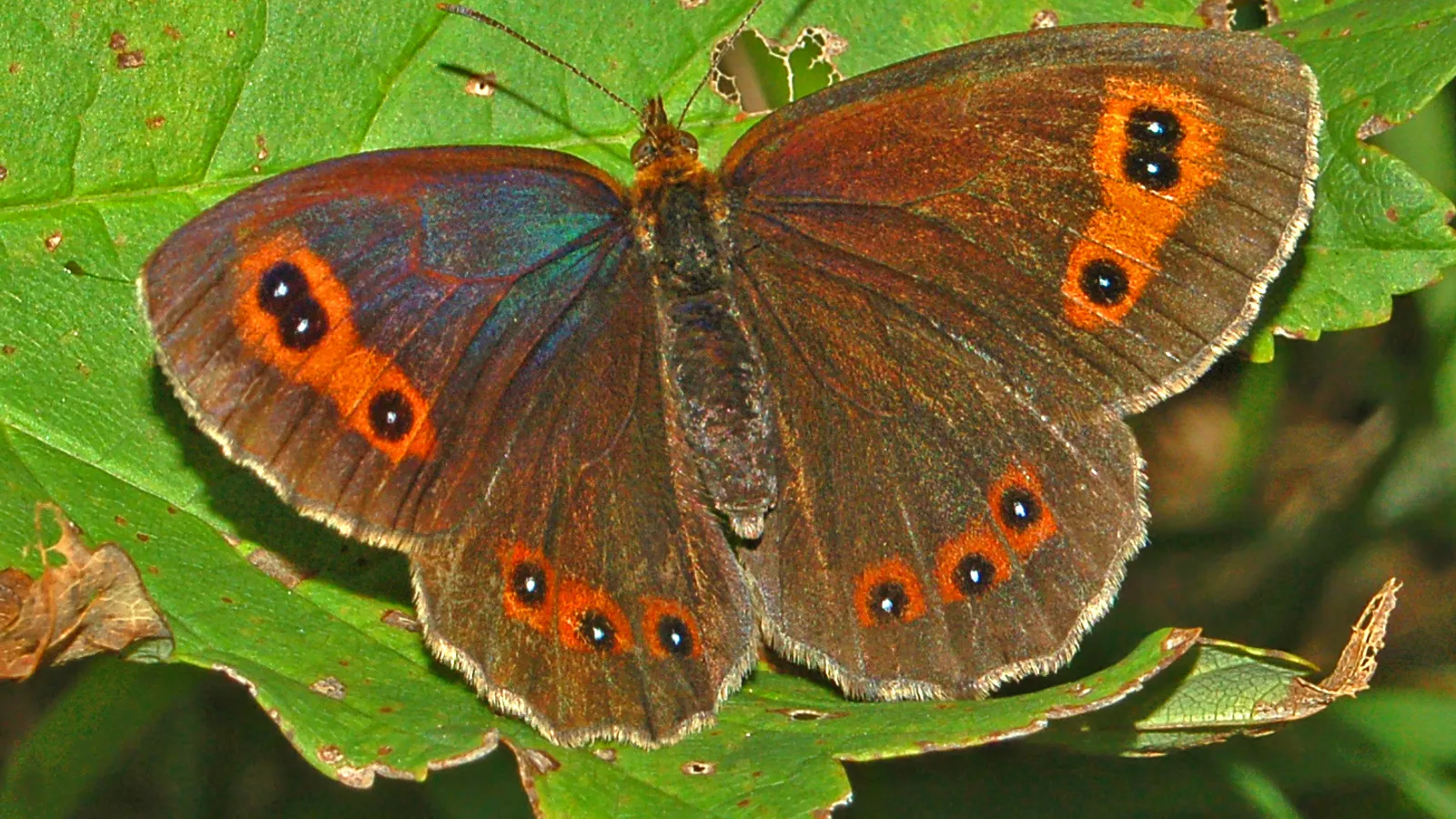 Scotch Argus