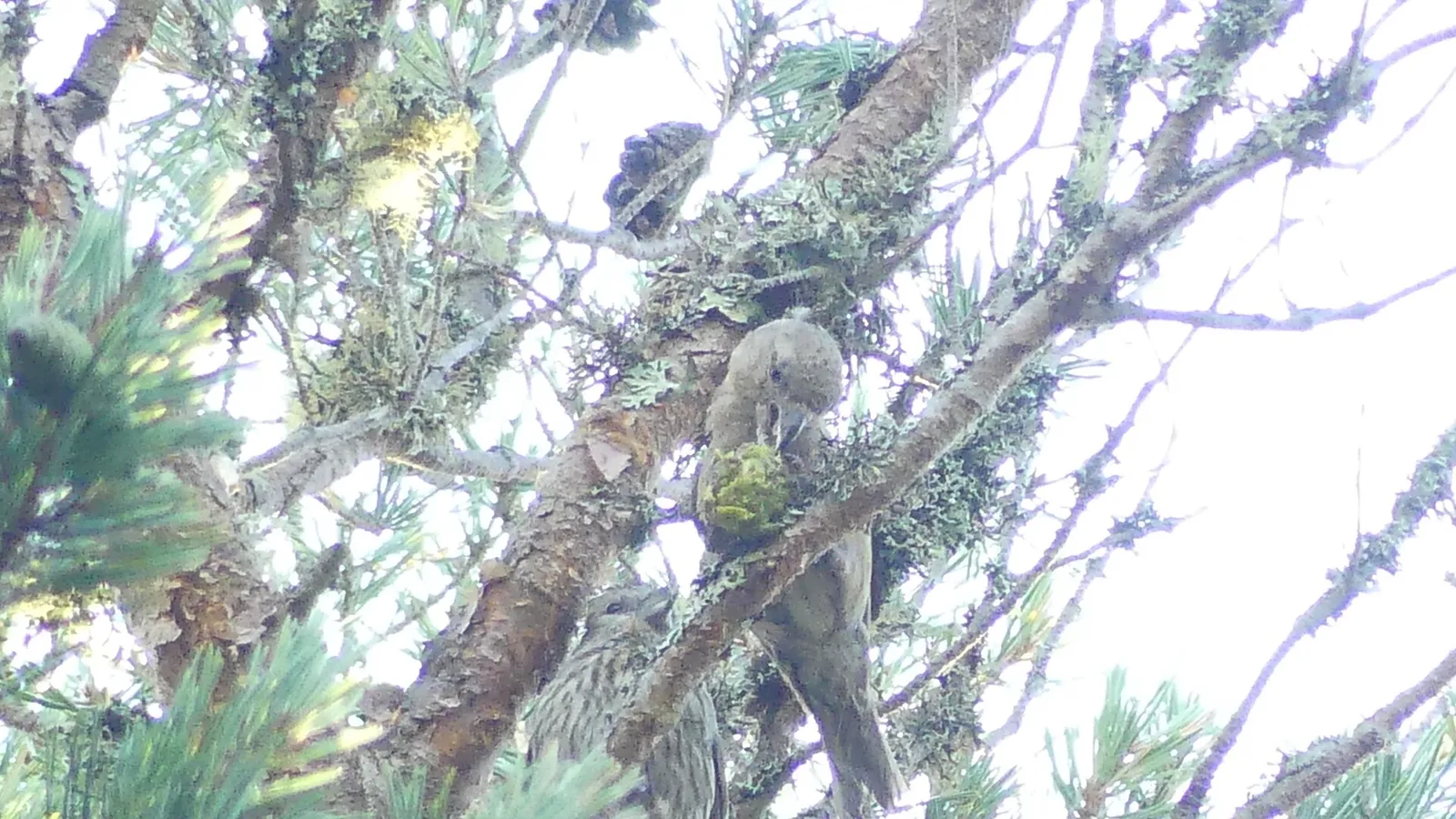 Scottish Crossbill