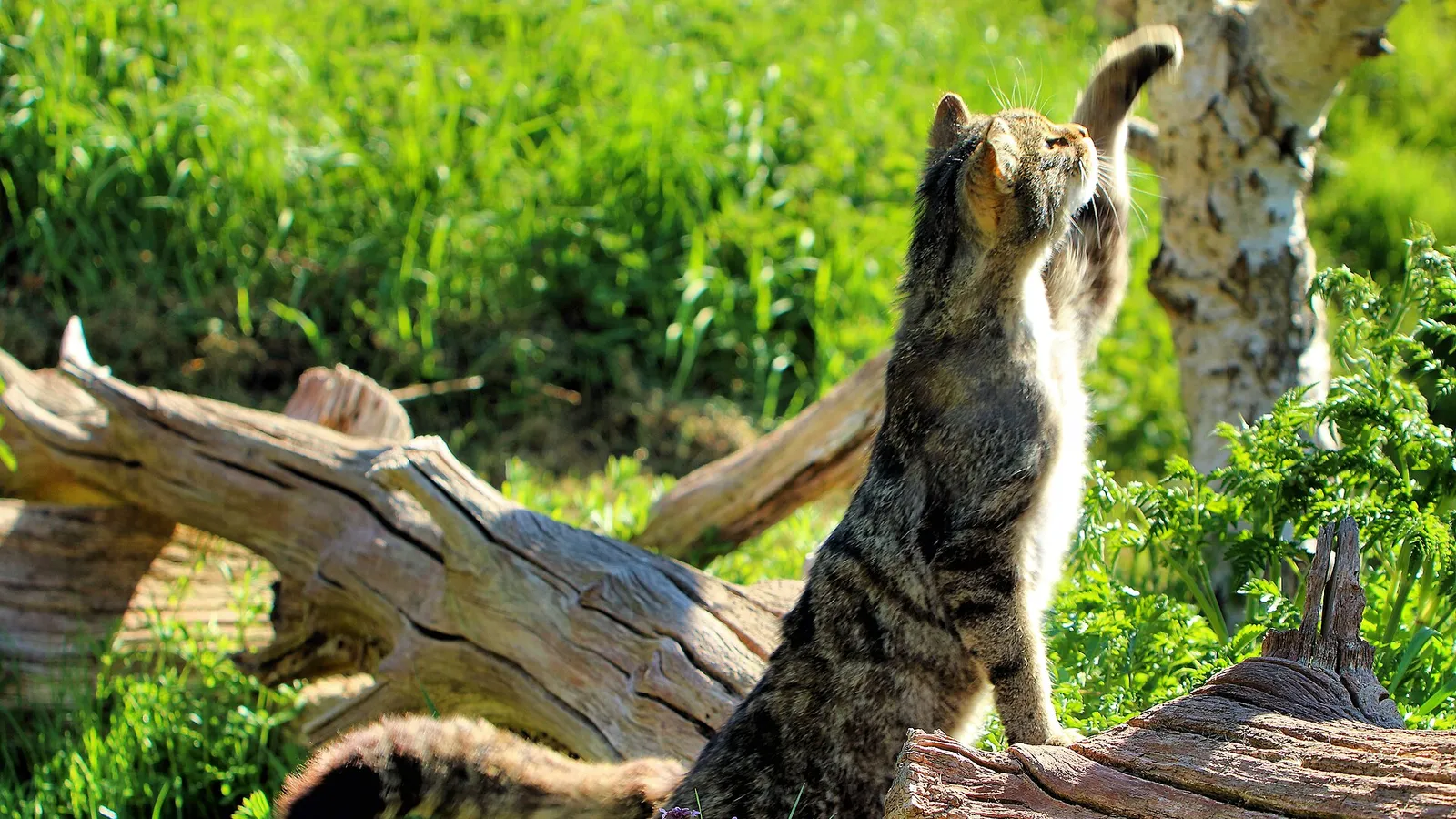 Scottish Wildcat
