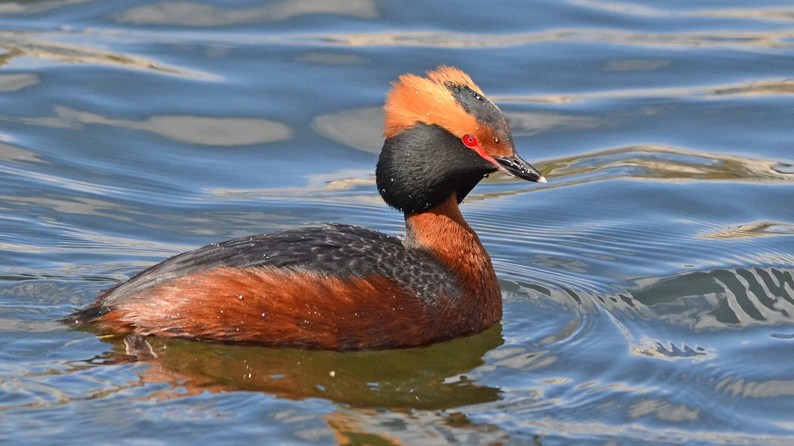 Slavonian Grebe