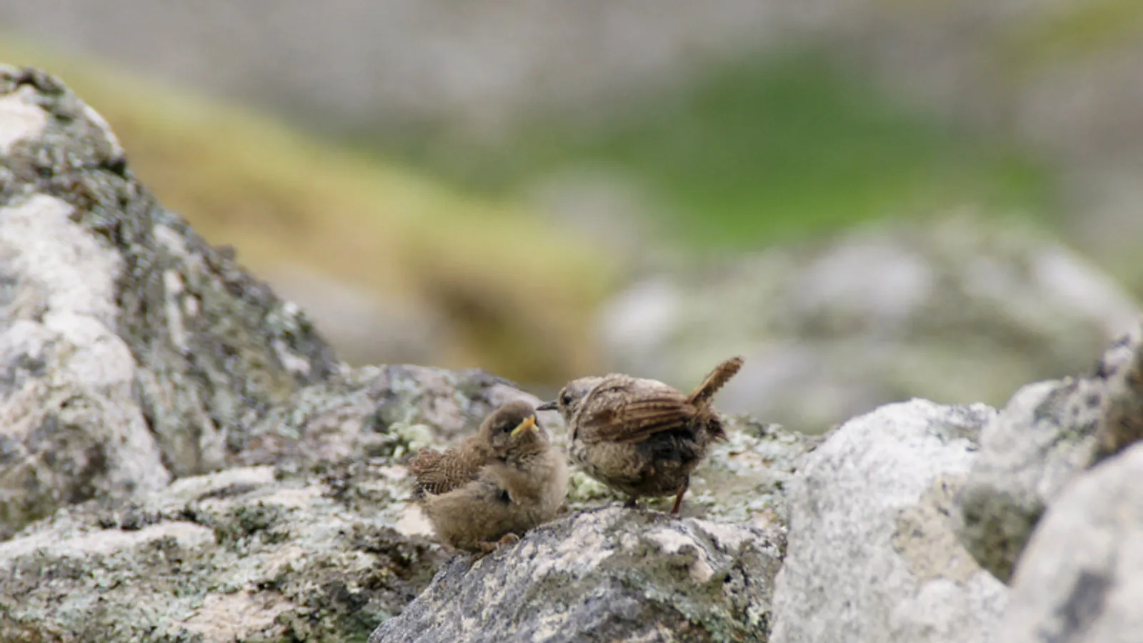 St Kilda Wren