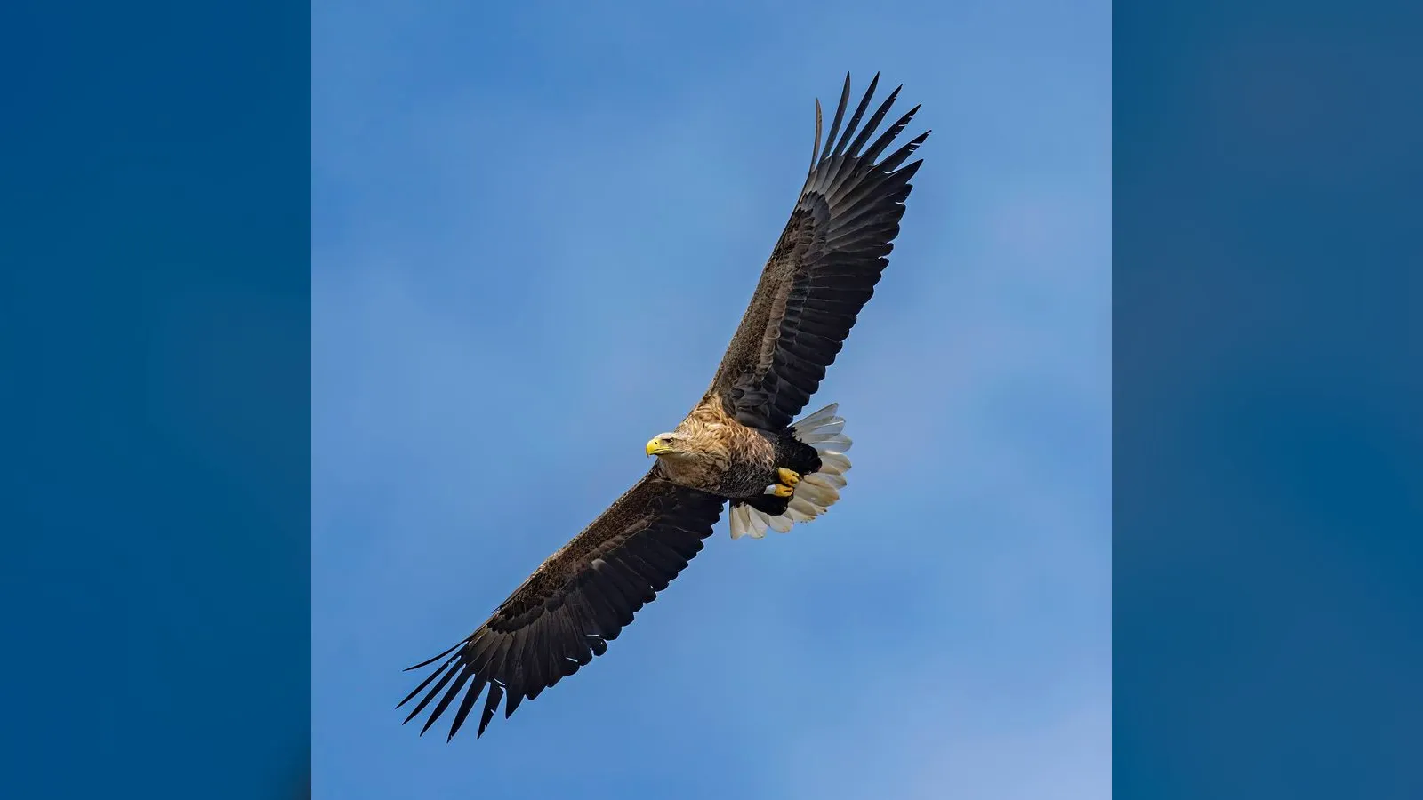 White-tailed Eagle